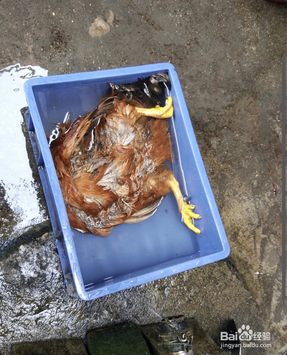 农村拜神鸡贡品鸡怎么处理收拾