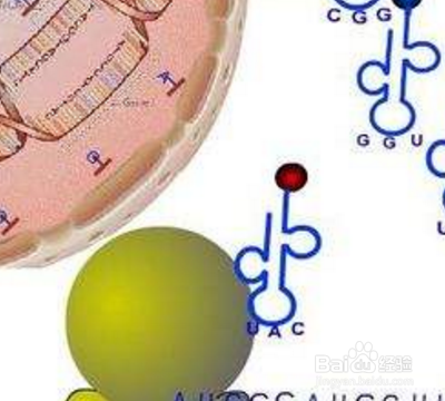 核糖体在哪里合成？