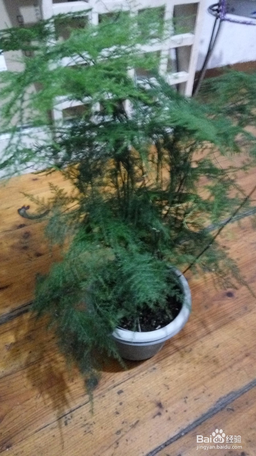 养花的小技巧