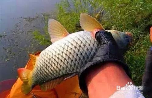 野钓鲤鱼调漂最佳方法