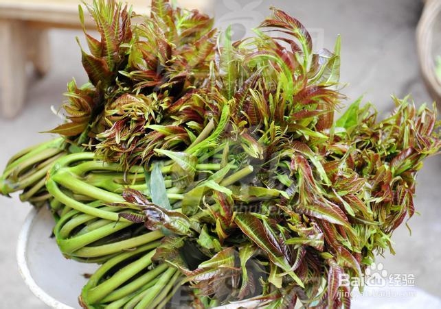 香椿芽的四大营养价值您是否知道