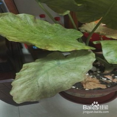 植物叶子发黄怎么办