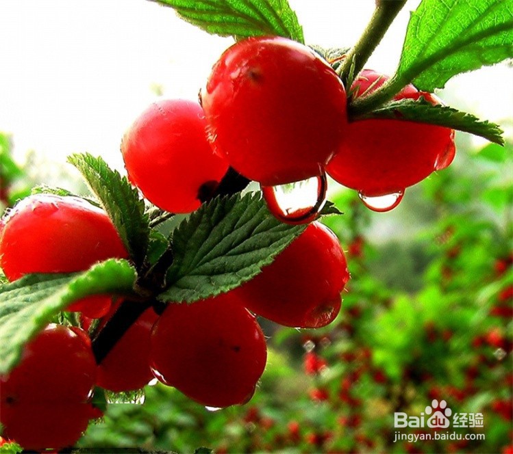 红果树怎么种植