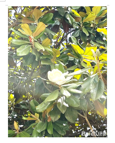 如何把照片裁剪成爆炸形？