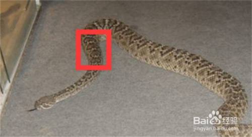 打蛇打七寸的七寸是指