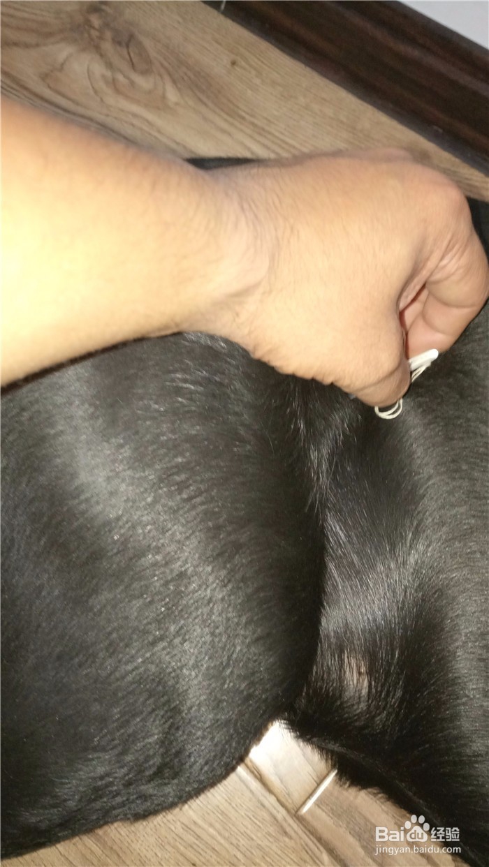 怎么给狗测体温