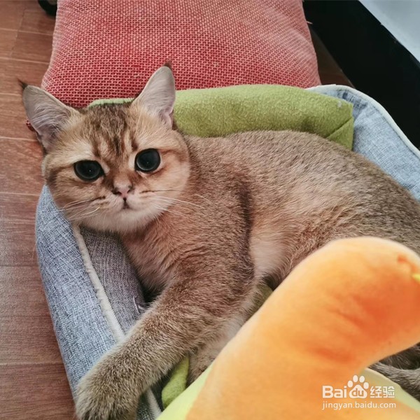 被小猫抓伤表皮怎么办