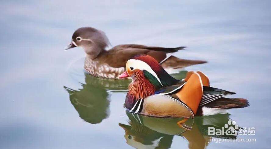 鸳鸯中的哪个字代表雄鸟