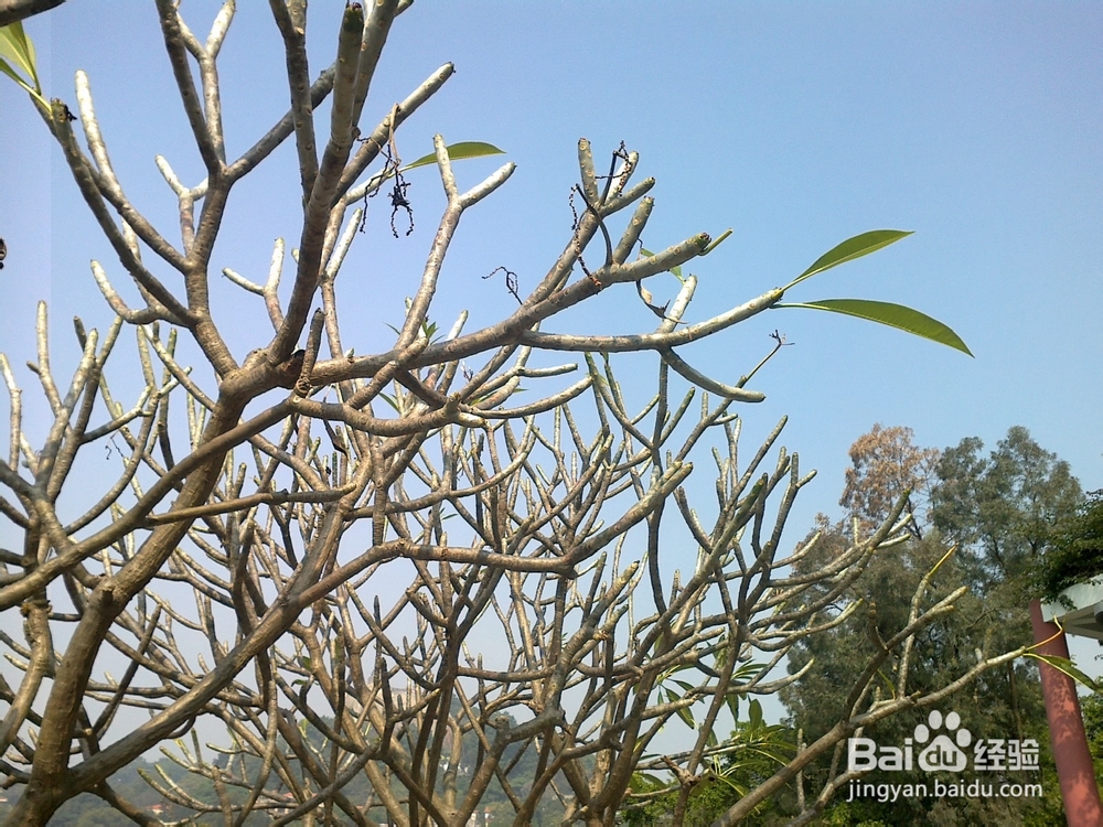 鼓浪屿旅游攻略之菽庄花园