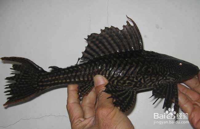 养什么能清理鱼缸粪便