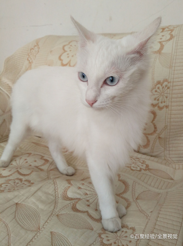 奶猫不吃奶虚弱怎样救