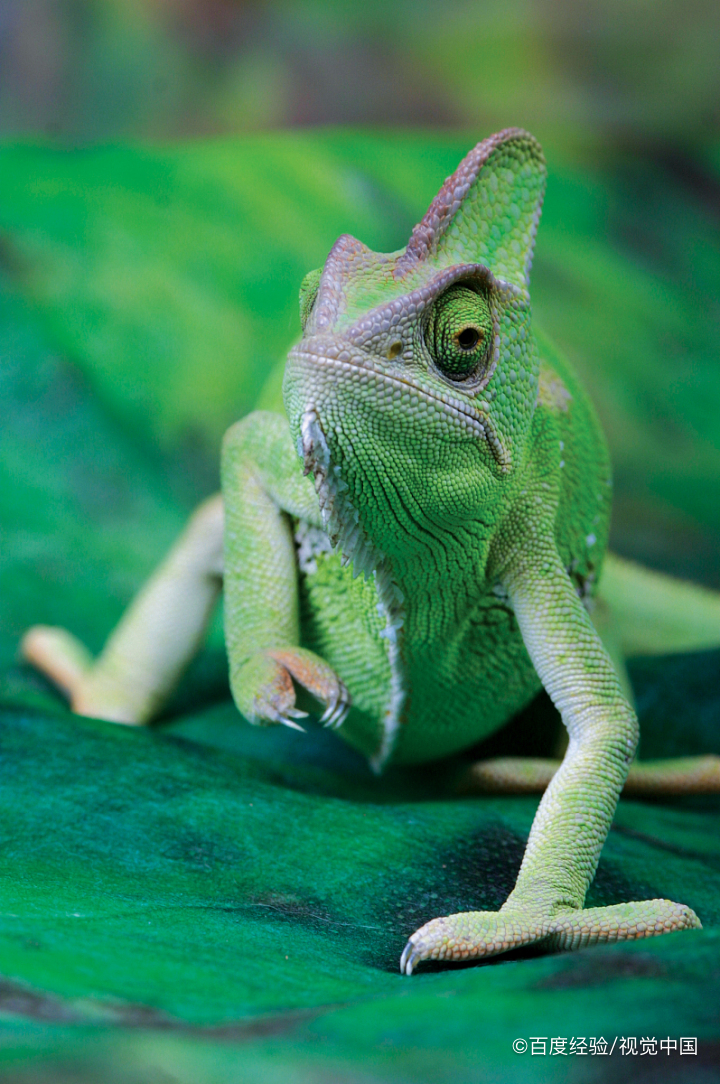 举例动物如何保护自己