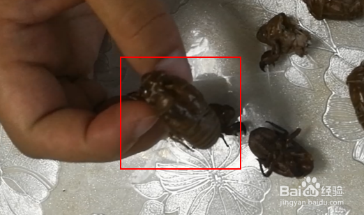 蝉蜕是什么样子的？