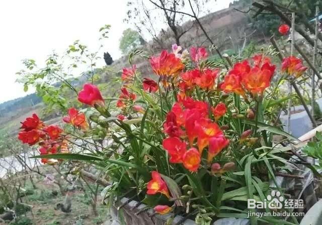 1种花一看像草,开花五颜六色,香味儿特高级