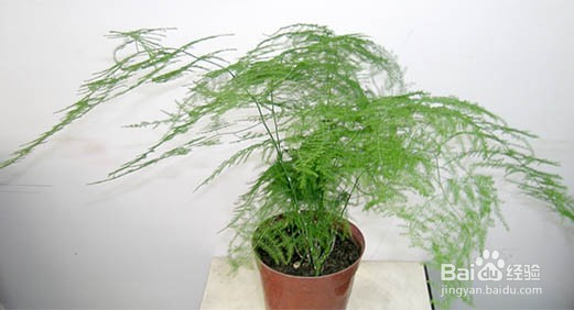 文竹叶子黄了应该怎么办