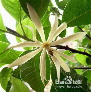 养白兰花的几个关键