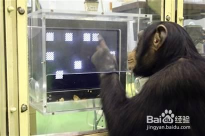 自然界智商最高的10大动物