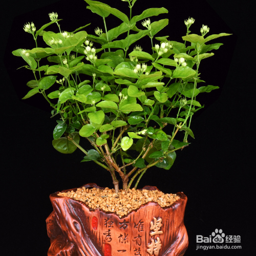 茉莉花的养护技巧有哪些?