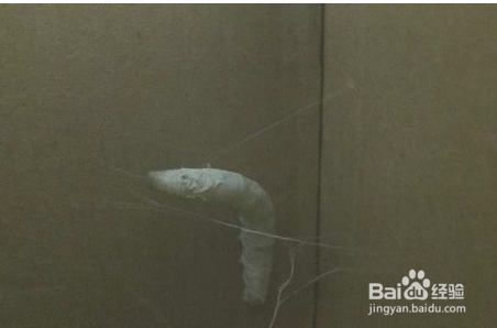 如何判断蚕要结茧