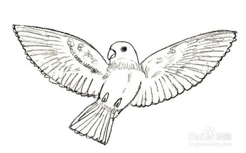 如何画一只飞翔的鸟