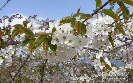 樱桃花与樱花不一样的呢