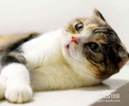 椅子上都是猫的味道怎么办 百度经验 椅子上都是猫的味道怎么办 百度经验