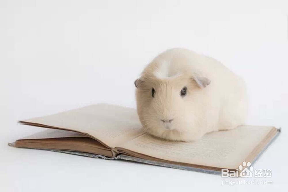 荷兰猪绝育要注意什么?