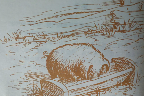 夏洛在网上为威尔伯编织的词语有什么