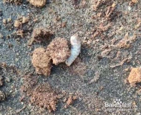 花金龟幼虫和独角仙幼虫怎么区分 百度经验 花金龟幼虫和独角仙幼虫怎么区分 百度经验