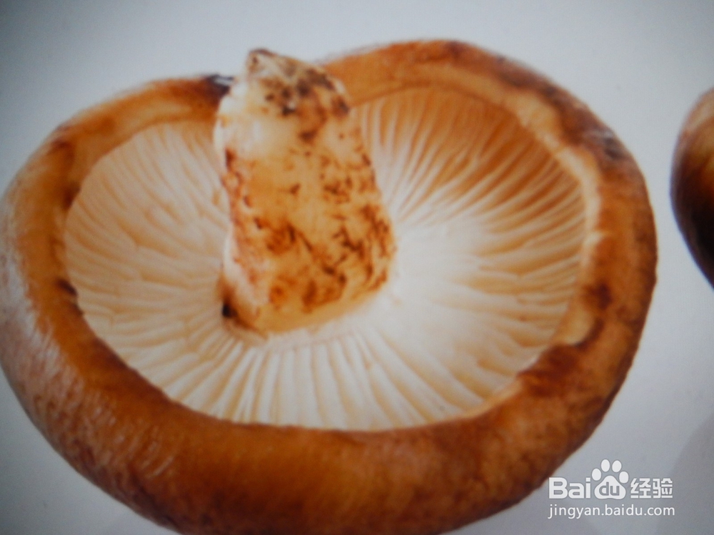 怎么做杂素园子?