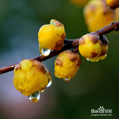 腊梅的繁殖方法和注意事项有哪些？