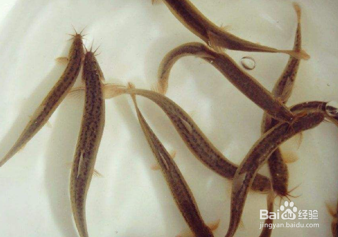 利用大水缸养泥鳅方法