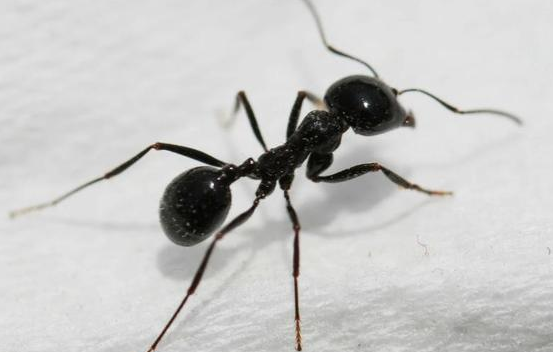 脑筋急转弯、什么蚂蚁就会爬不会走