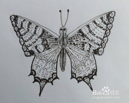 <b>蝴蝶画法教程（9）怎么画，如何画蝴蝶？线描画</b>