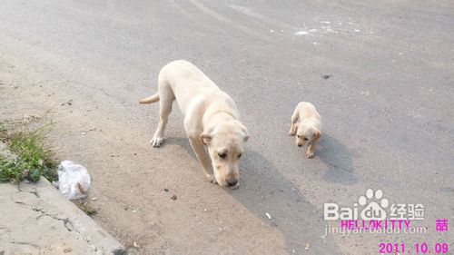 训练拉布拉多狗狗中主人要把握七个原则