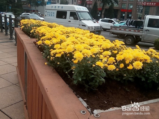 为什么冬天城市道路花坛放上装饰花 百度经验