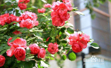 在家里怎么种蔷薇花?