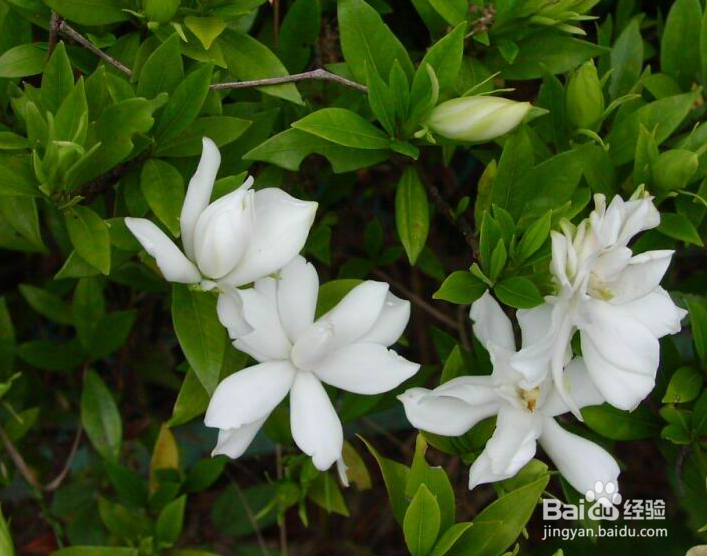 养花护花小常识!