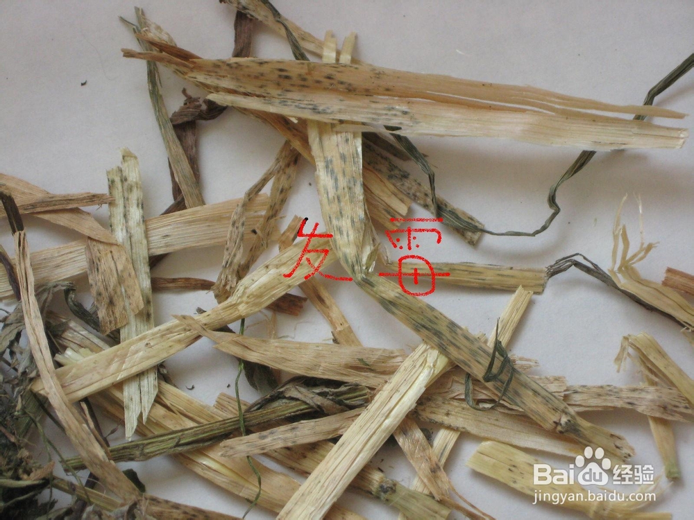 如何鉴别牧草--兔子食物