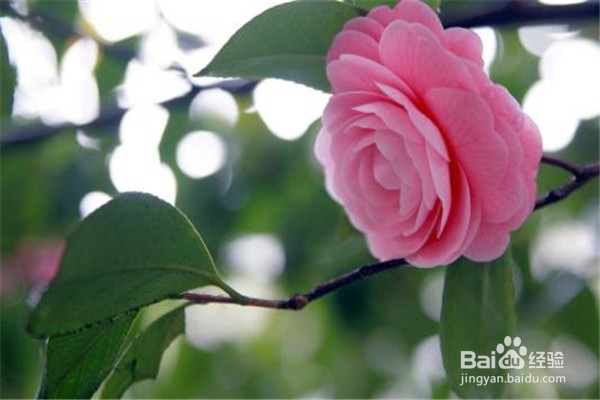 山茶花的养殖方法和注意事项都有什么?