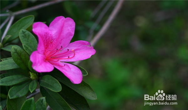 杜鹃花养殖方法