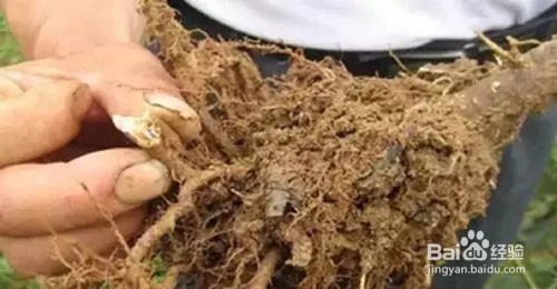 如何应对重茬引起的土传病害