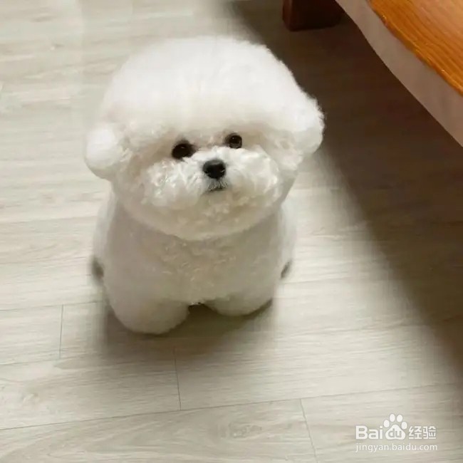 养小狗的注意事项
