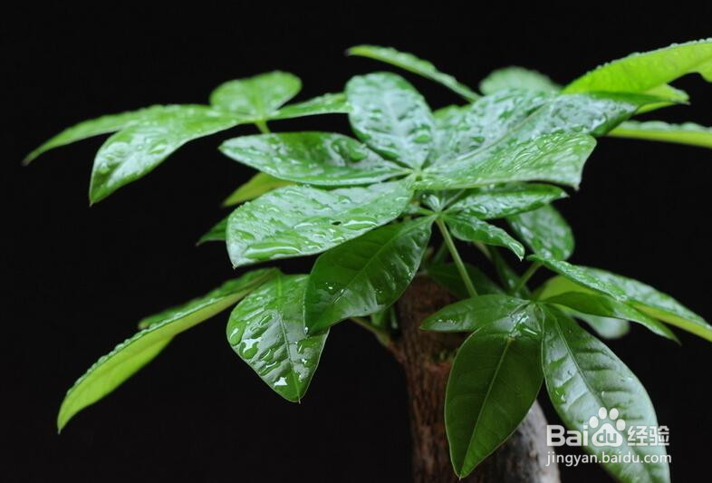 适合养在办公室的植物