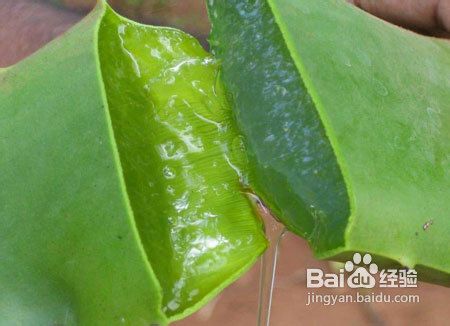 植荟之源芦荟胶使用的注意事项