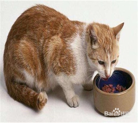 猫拉屎太臭怎么办
