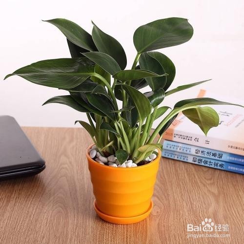 史上最全除甲醛方法优劣对比