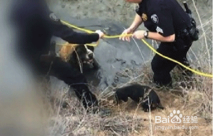 腊肠犬通过不懈努力救出深陷泥沼的伙伴,真是机