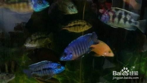 花雕鱼的养殖方法