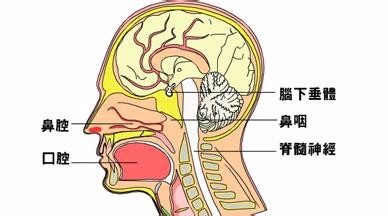 有关于鼻子的健康问题